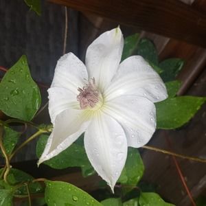 Meet your Posher, Alina